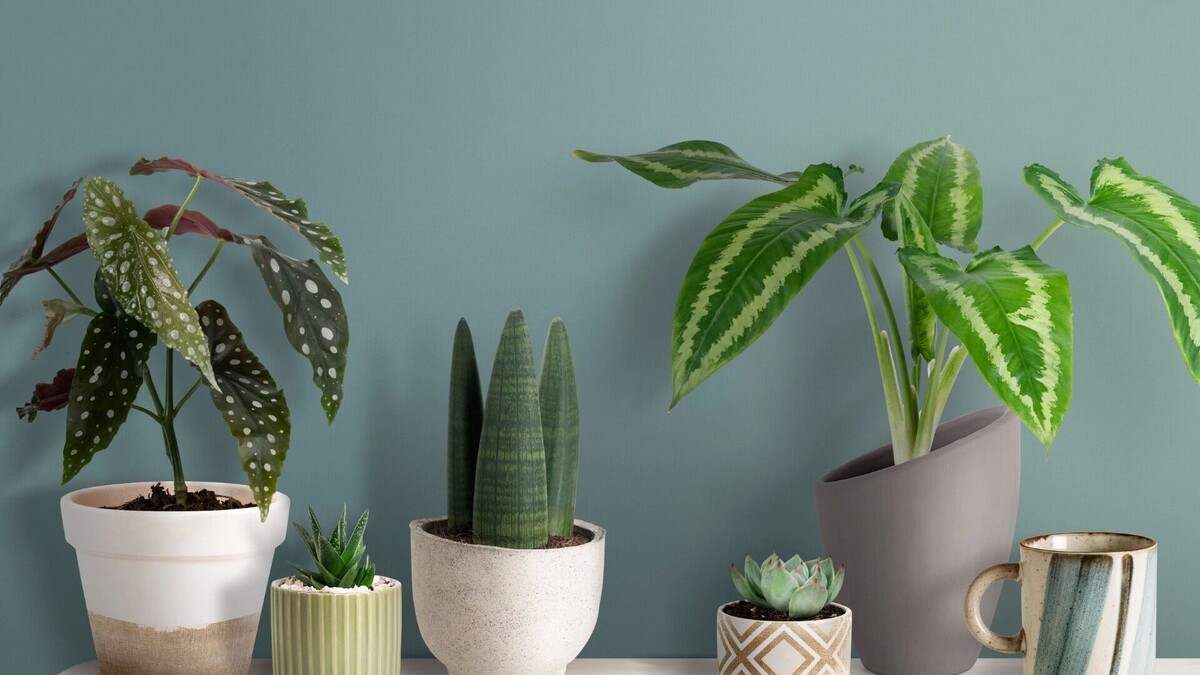    Цветы.   freepik.