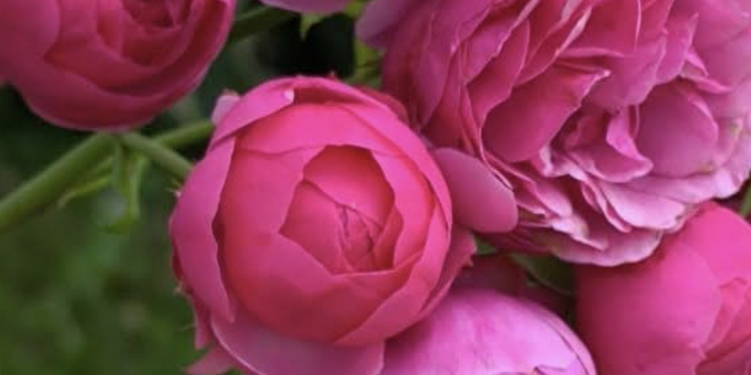 Салют из розовых огней.