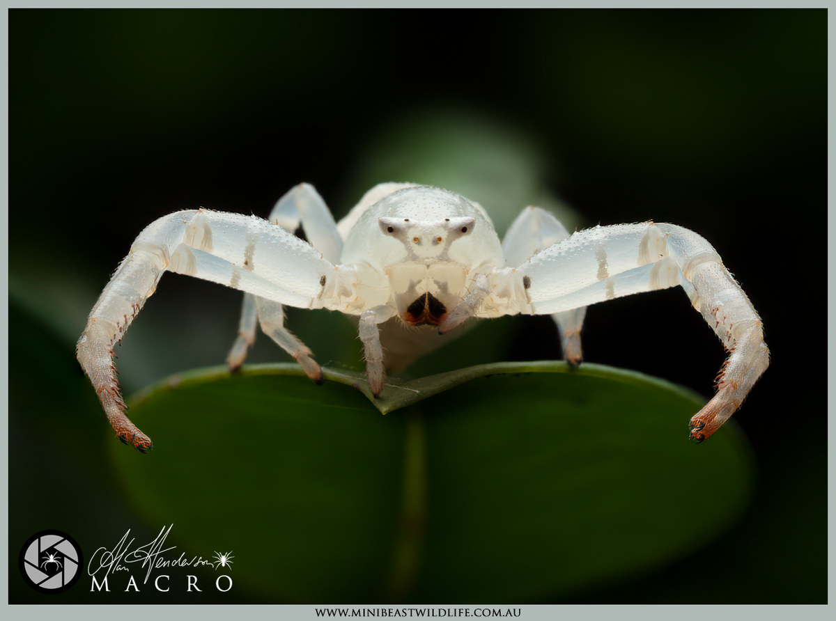 Привет, хочешь я тебя в носик кусну?