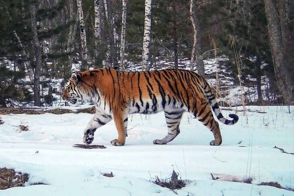   Тигру около дороги или в поселке делать, по сути, и нечего. Тигру вольготно в глуши