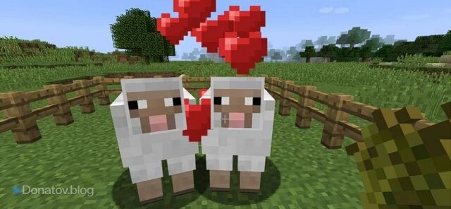    Сердечки над овцами