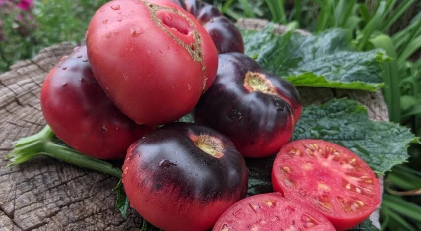 7 шикарных сортов биф-томатов - очень вкусных и красивых