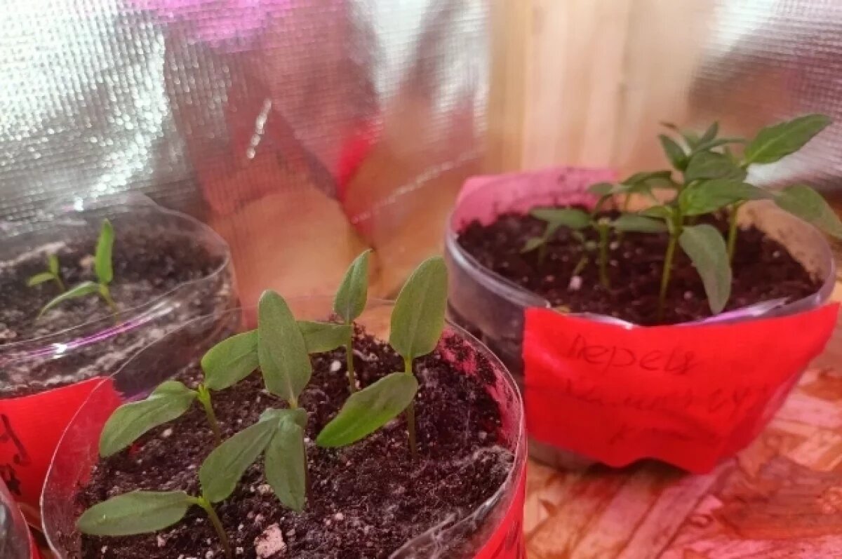    Новосибирский агроном раскрыла главную причину гибели рассады