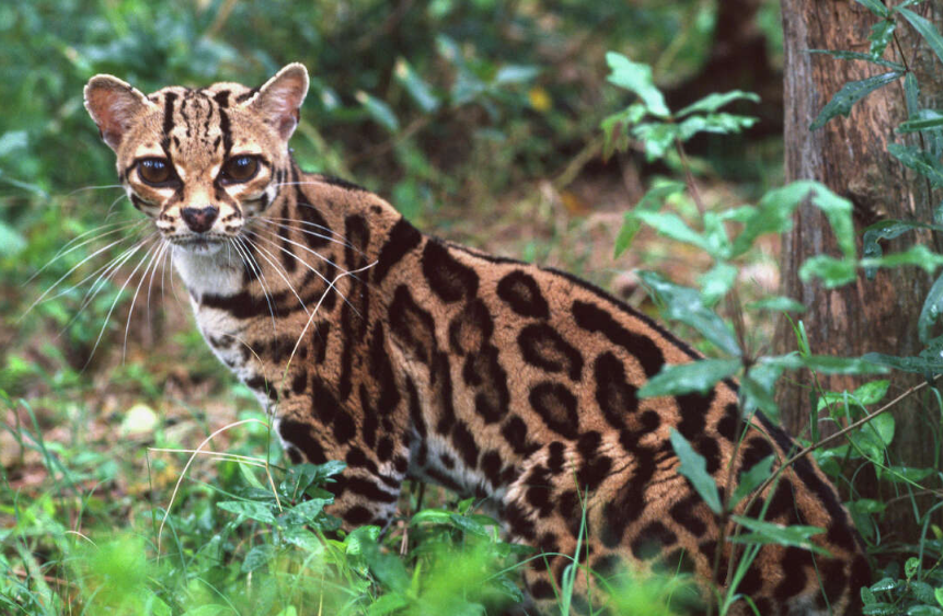 Хвост-балансир: Длина хвоста маргая может достигать 70% от длины его тела. Он выполняет роль шеста у канатоходца, помогая кошке сохранять равновесие на самых тонких и гибких ветвях в верхнем ярусе леса.