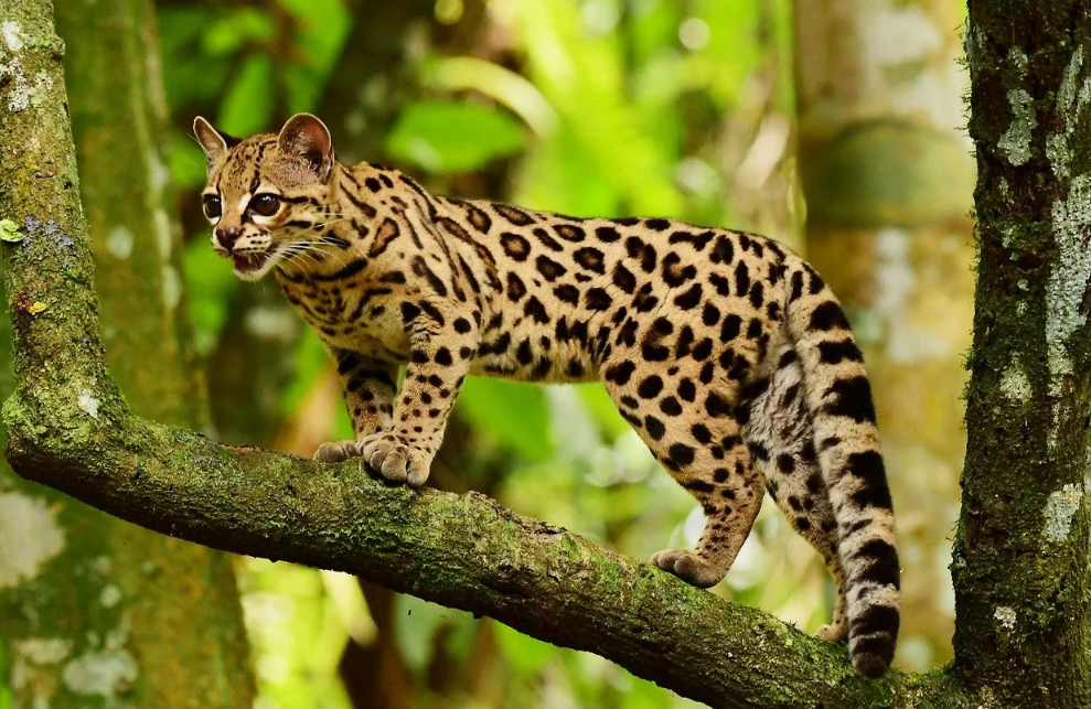 Трюк на одной лапе: Сила его задних конечностей позволяет маргаю висеть на ветке, зацепившись всего одной лапой. В таком положении он может удерживать добычу или даже совершать гигиенические процедуры.