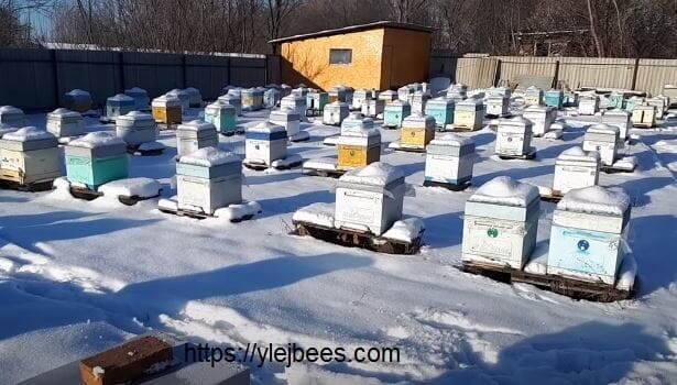 На что обращать внимание при осмотре пчел в феврале