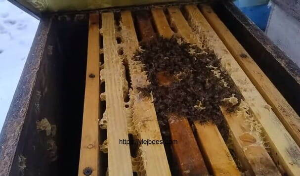 Отлично если приподняв крышку улья пчеловод видит плотный клуб по центру улья - значит кормов еще хватает и пчелы спокойно зимуют