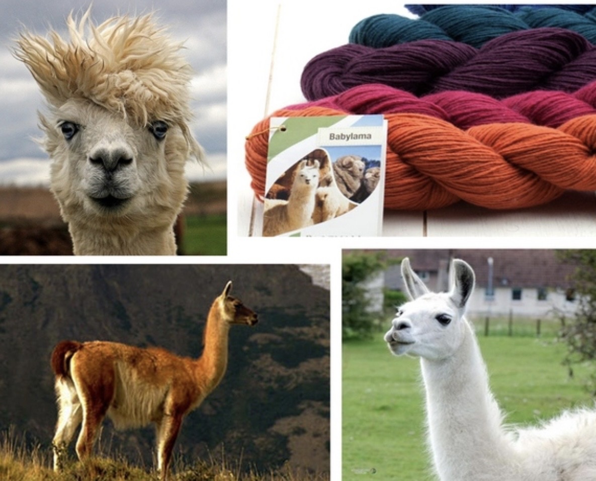 Фото из интернета 