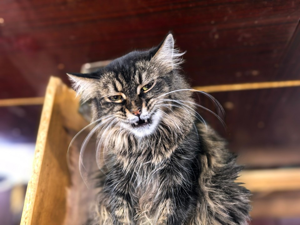    У каждого из 43 обитателей приюта - свой характер. Юлия АНДРИЕНКО