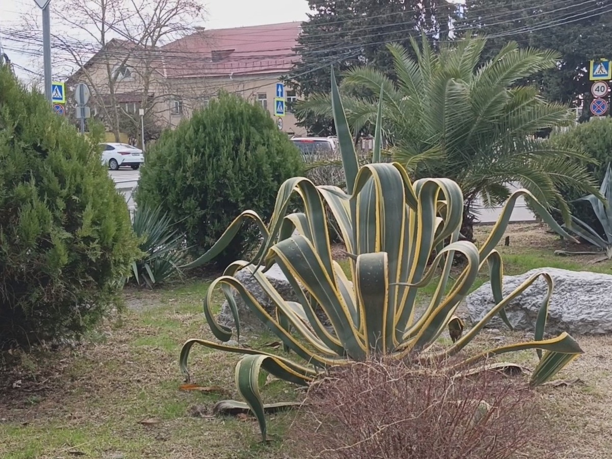 ФТ Сириус, совхоз Россия, февраль 2026 года