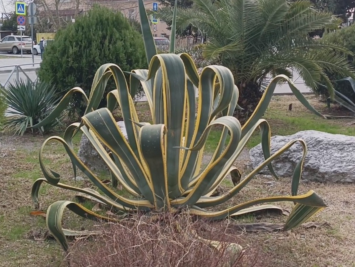 ФТ Сириус, совхоз Россия, февраль 2026 года