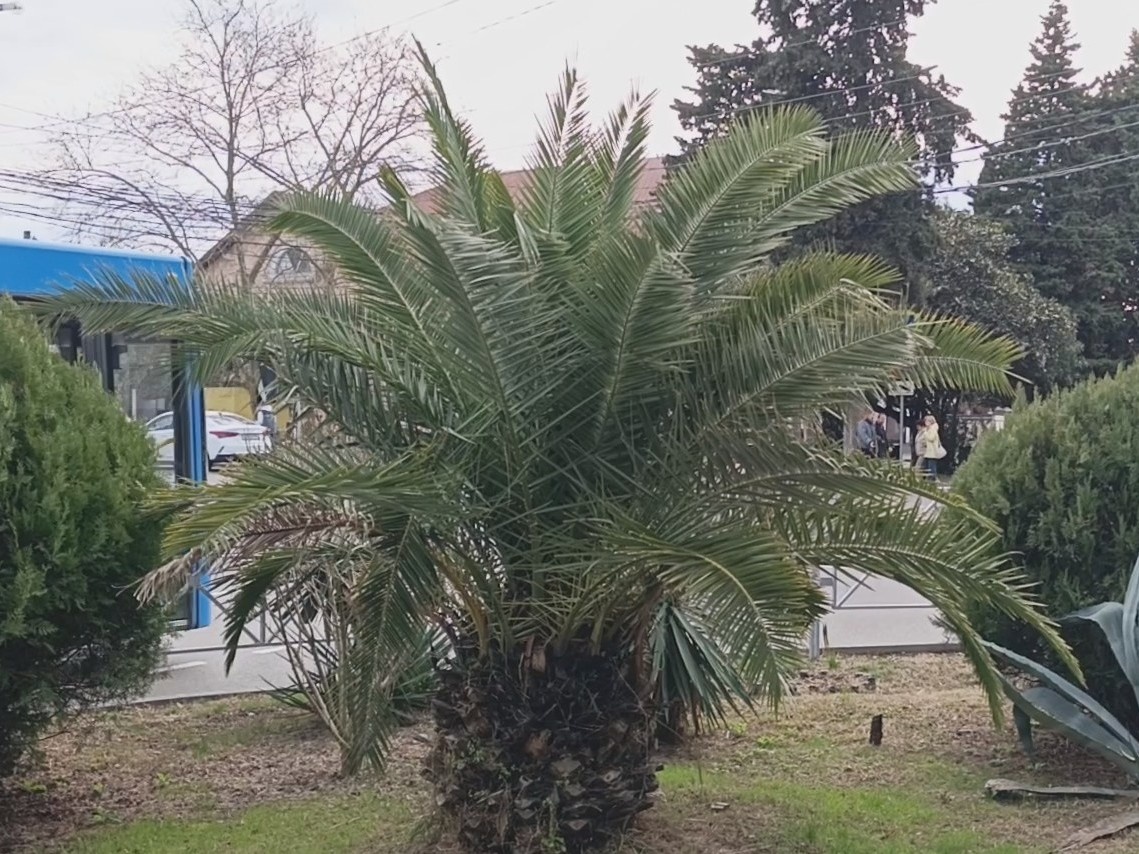 ФТ Сириус, совхоз Россия, февраль 2026 года