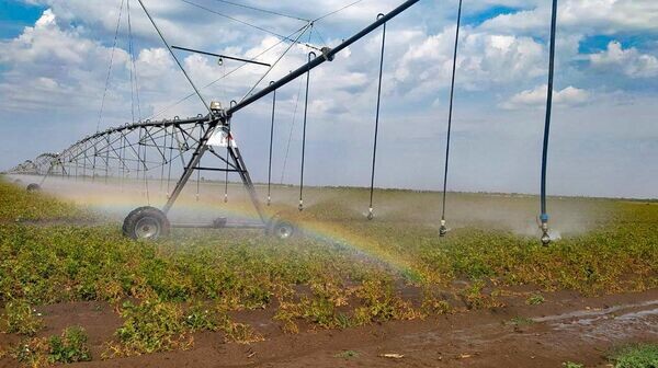    © Пресс-служба Министерства сельского хозяйства Крыма