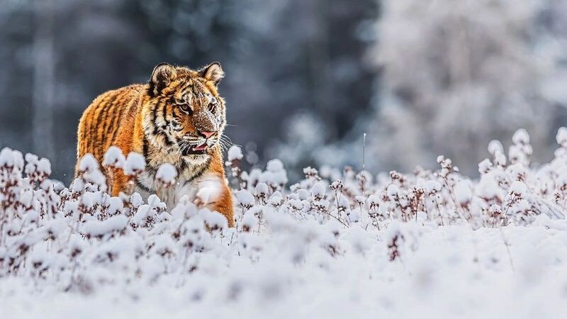    Фото: Michal Ninger/Shutterstock/Fotodom