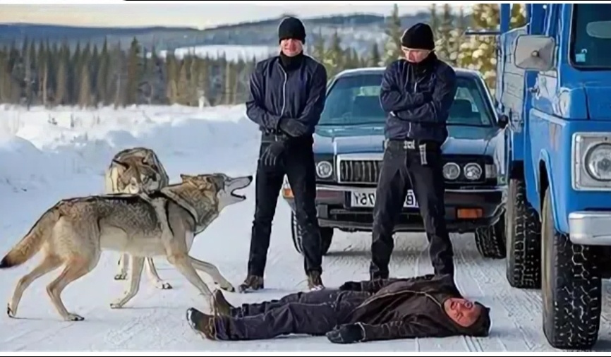 Бандиты окружили мужика и смеялись. Но вдруг из леса выбежали волки. А что произошло дальше поразило всех