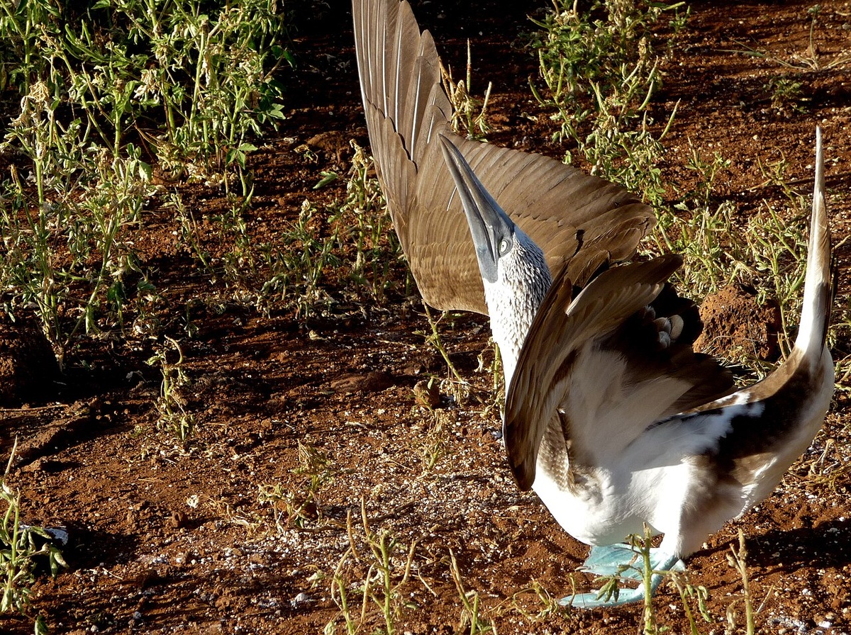 Брачный танец олуш
