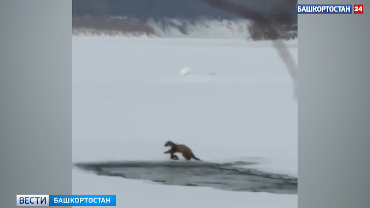    Рыбаки в Башкортостане спасли истощенную куницу, попавшую в капкан