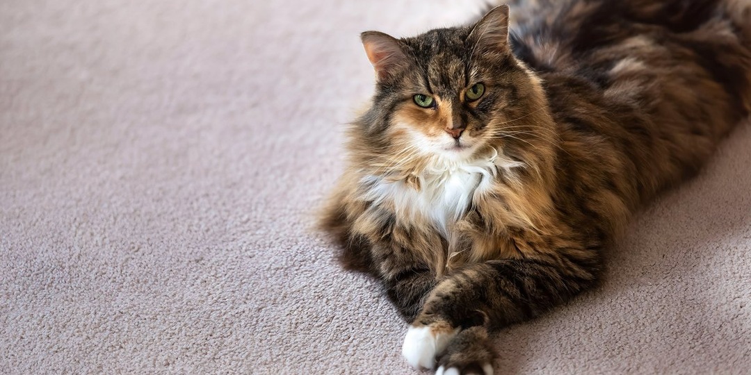 «Кот сам не поднимется. Никакой»: альпинист спас животное с огромной высоты