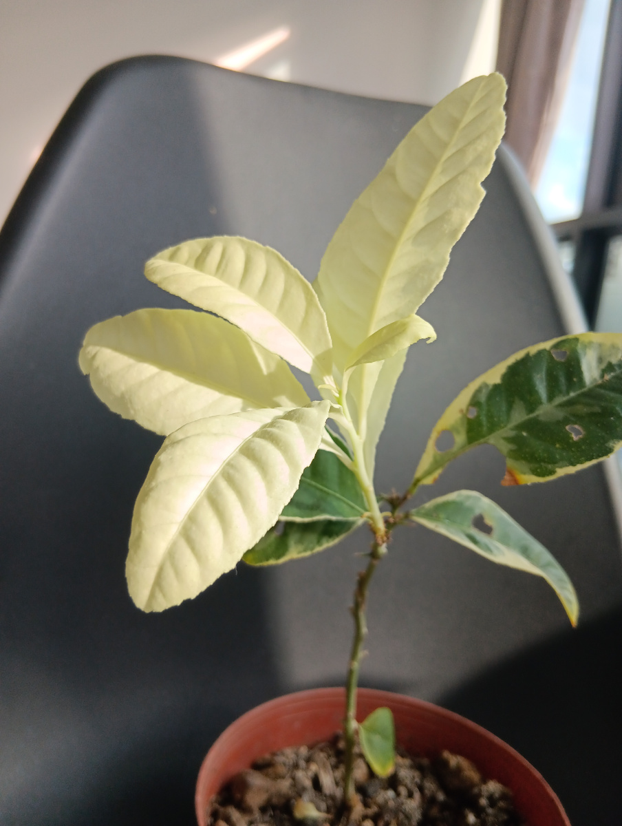 У меня в качестве подвоя сеянец лимона на который ранее привит вариегатный лимон, но привой дает чисто белые листья и это плохо, нет фотосинтеза. Поэтому прививаю на этот же сеянец мандарин.