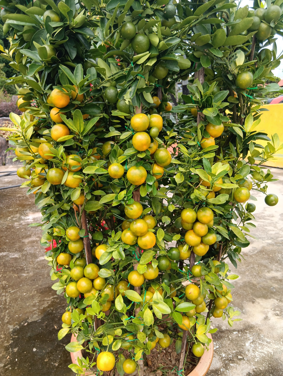 Такие растения формируют в Юго-Восточной Азии к китайскому новому году, как символ богатства. 