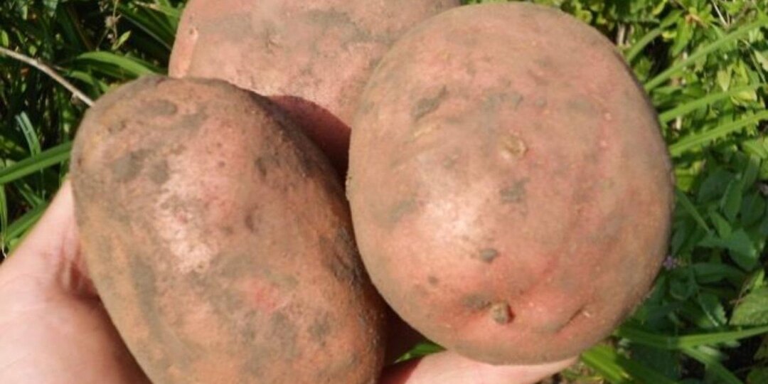 Этот сорт картофеля даёт самые крупные плоды в Западной Сибири, но не его считают самым лучшим для этого региона
