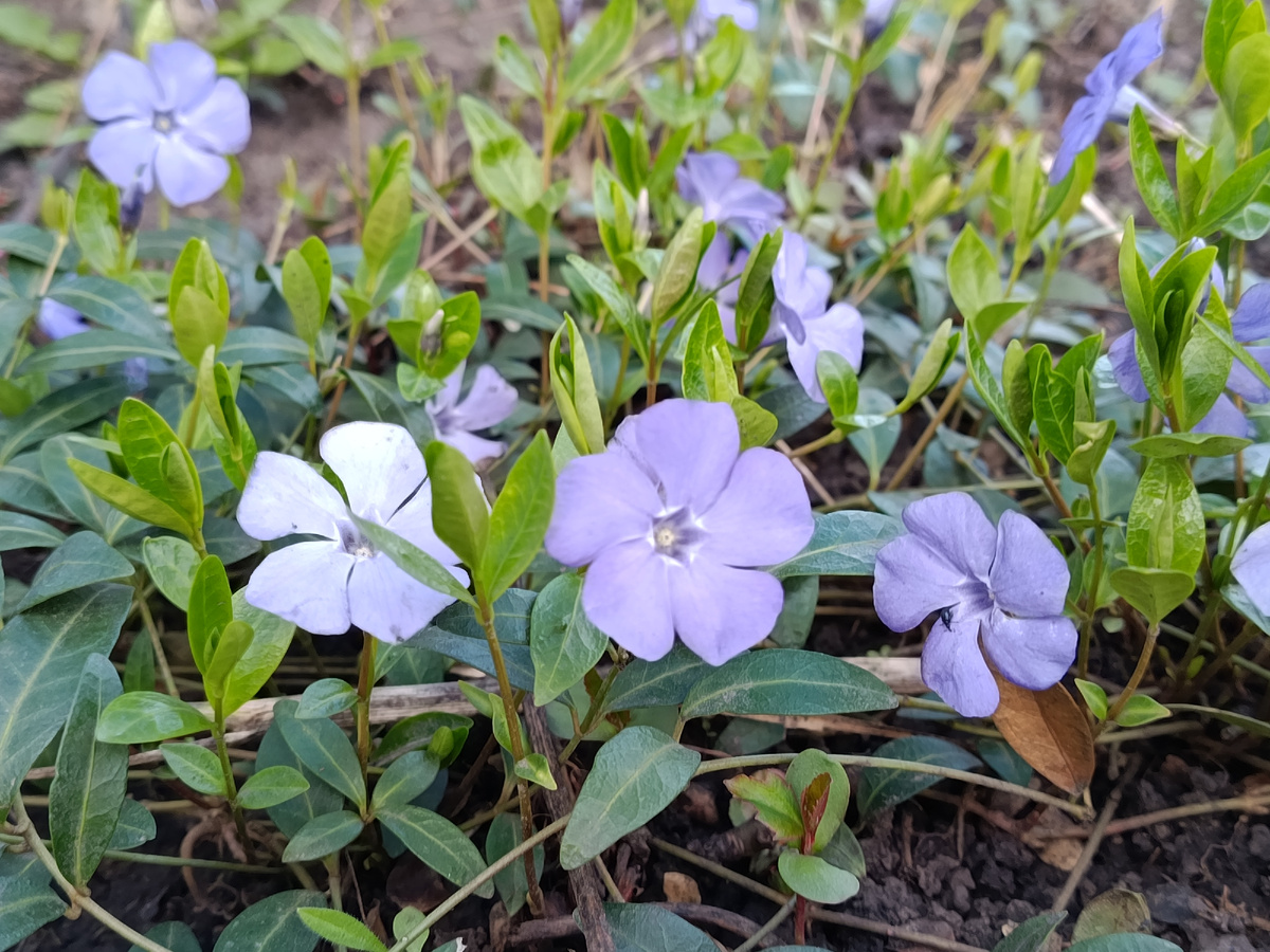 Начало цветения с 24.04.26
