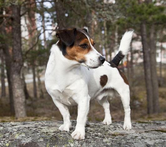 История возникновения породы Джек Рассел Терьер.