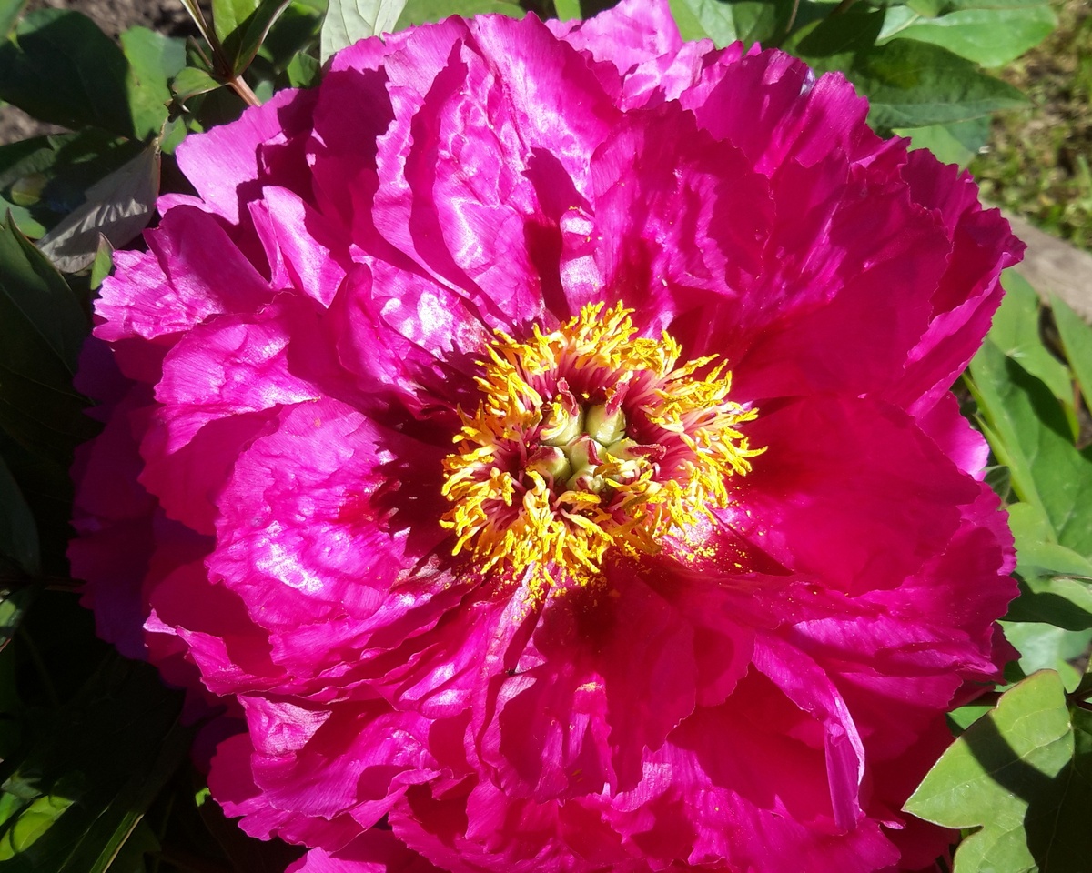 02.06.22 Древовидный пион без названия