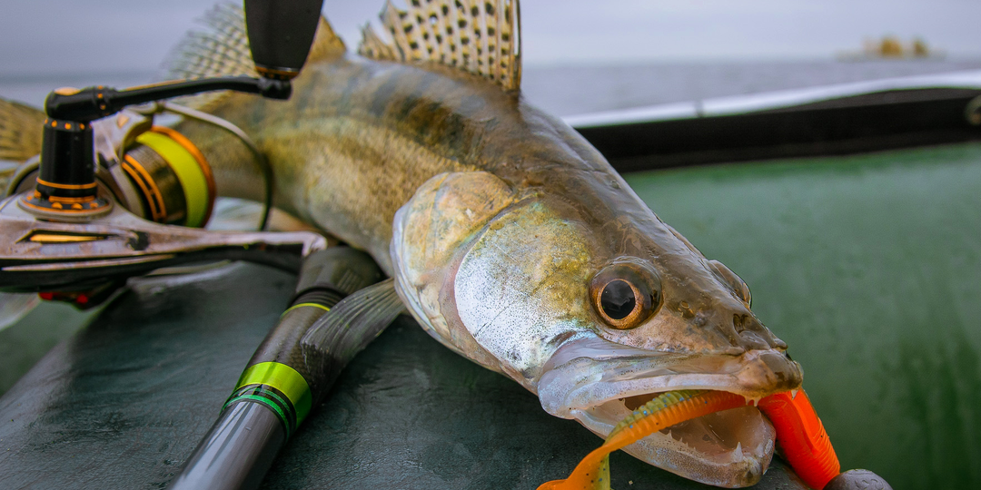 Как разгадать загадки поведения судака в разные сезоны