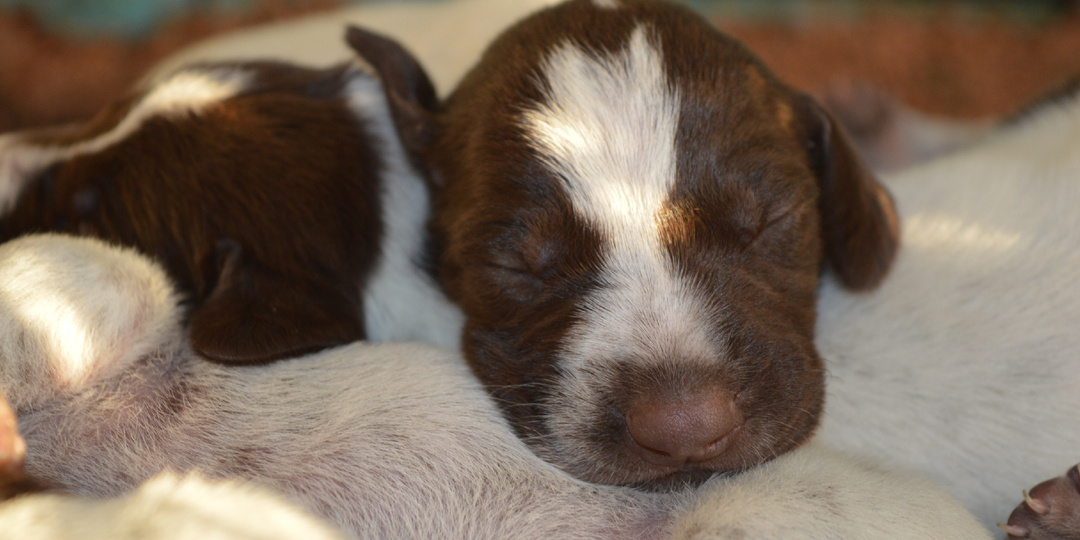 Импритинг или роль человека в жизни щенка до 2 месяцев.