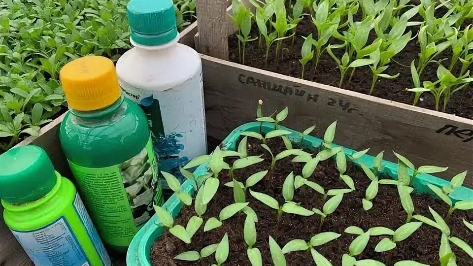 Расскажу все о подкормке рассады помидор для ваших крепких растений! Подкормка рассады помидор от а до я!