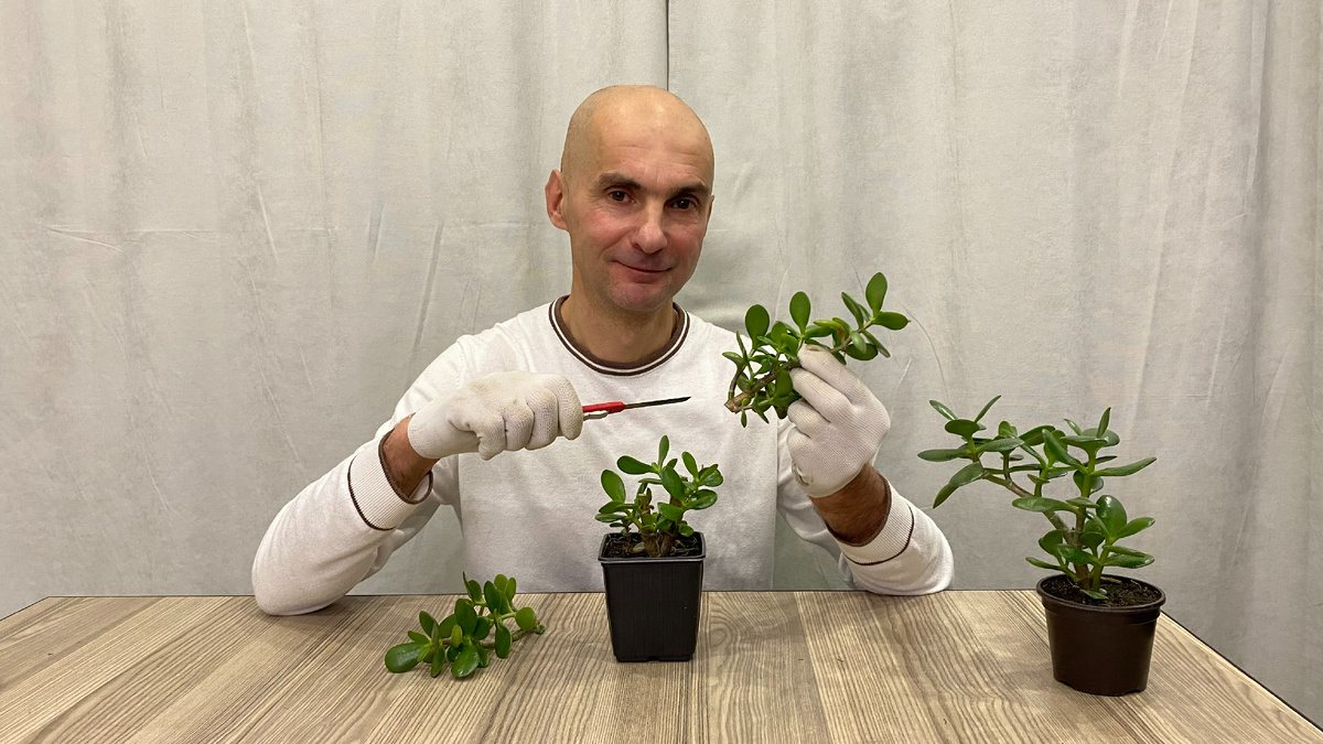 После обрезки зачастую остаются очень здоровые черенки, которые можно укоренять. 