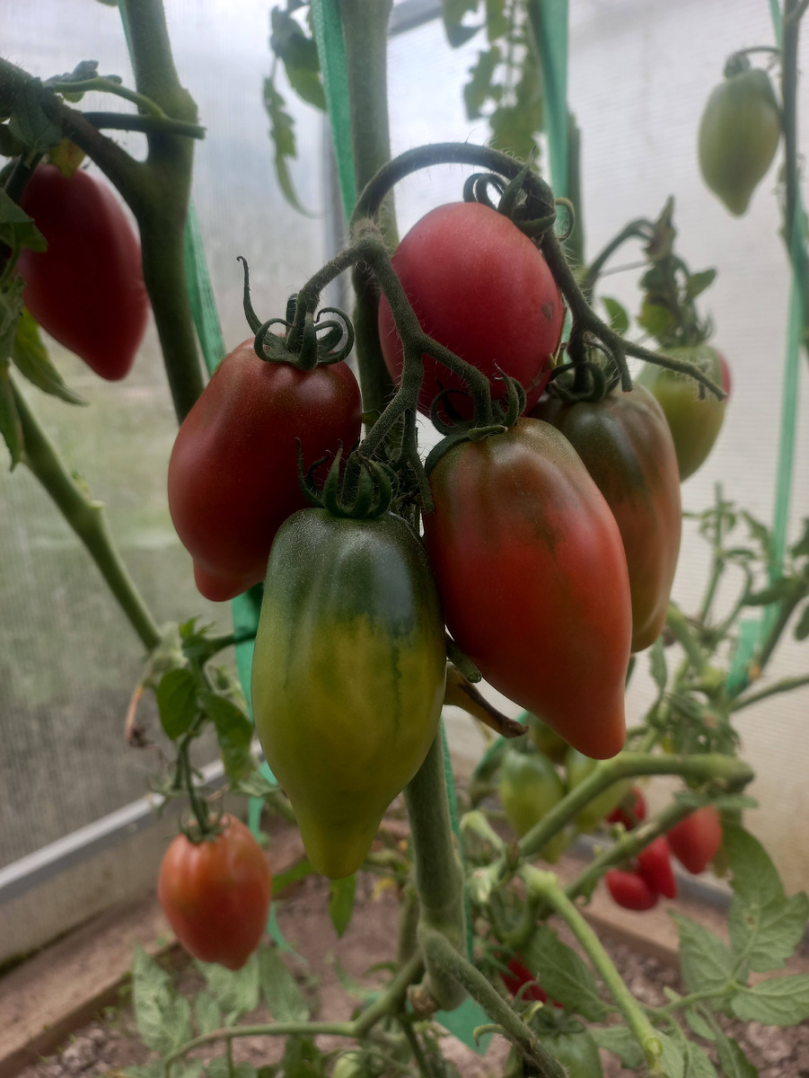 Гном Отчаянный Головорез