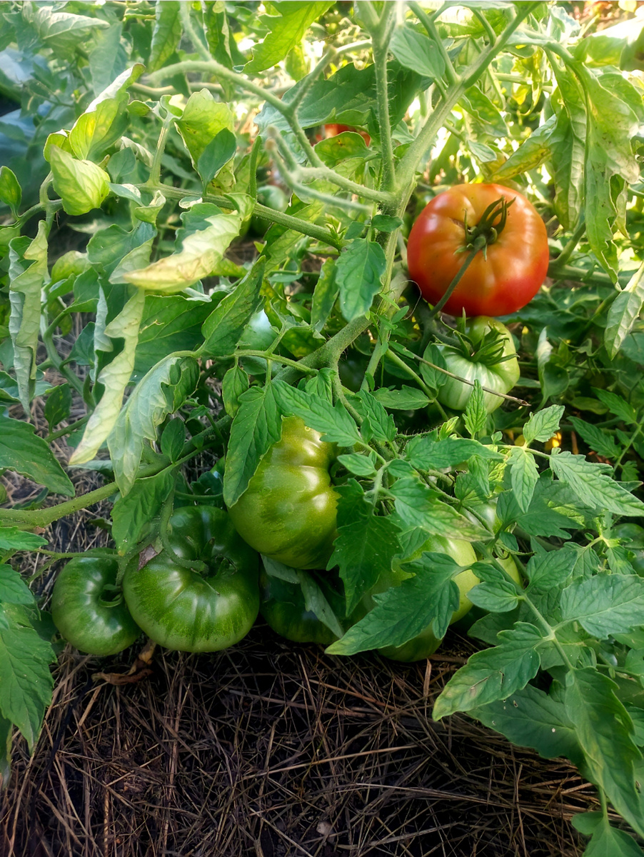 Гном Розовы Тяжеловес