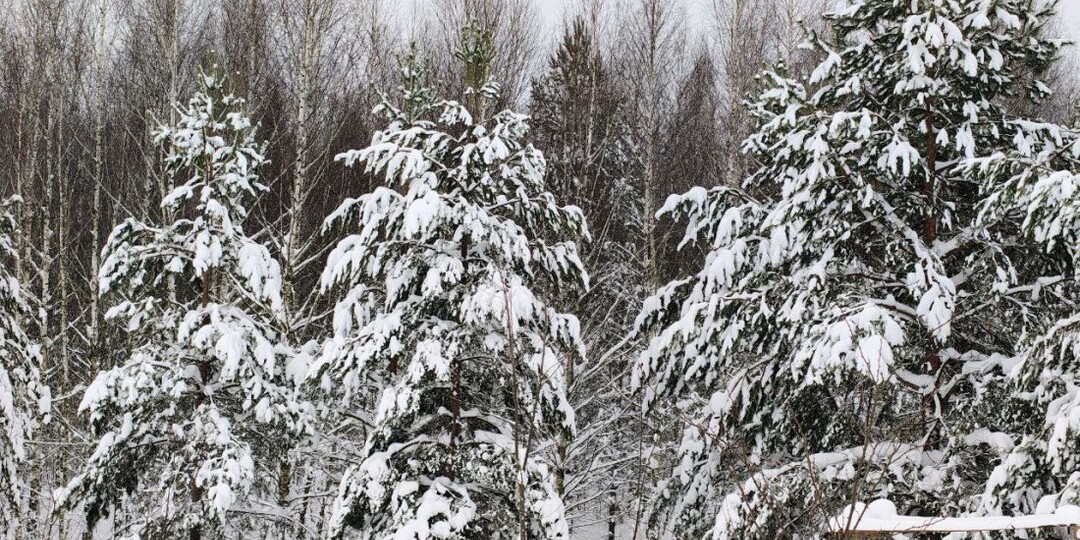 В Пензенской области на уход за растениями дендрария им. Морозова выделяют 350 тыс. руб.