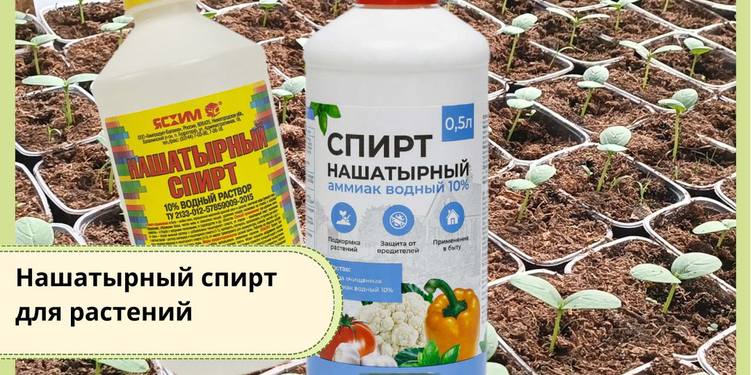 Нашатырный спирт для растений: что реально работает, а что — садовый миф
