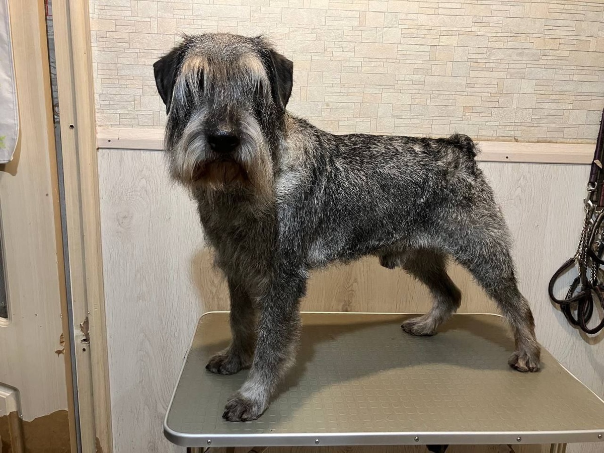 Хулигану Рону нужен дом