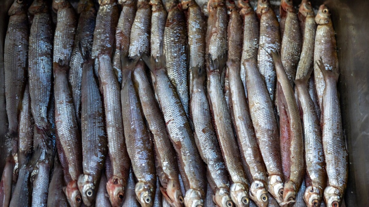    Фото: Федор Воронов/«Ямал-Медиа»