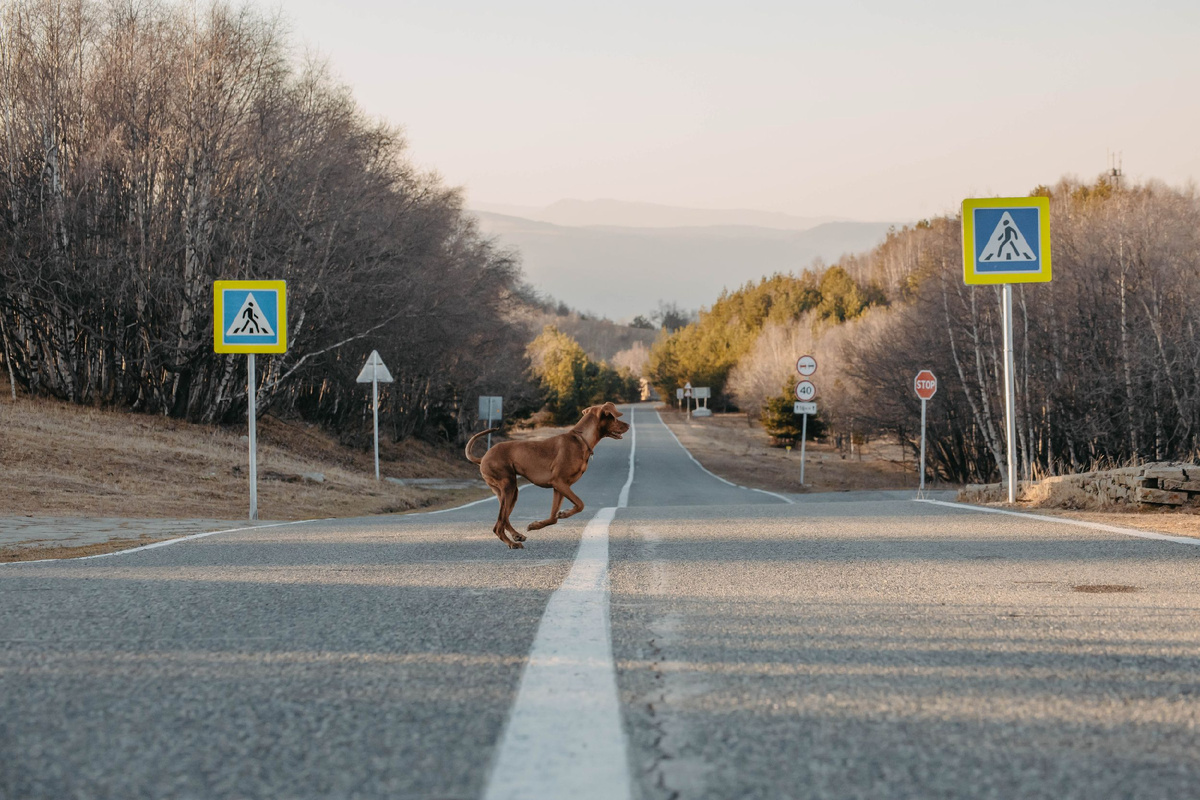 Наш пёс Укроп по дороге в САО РАН