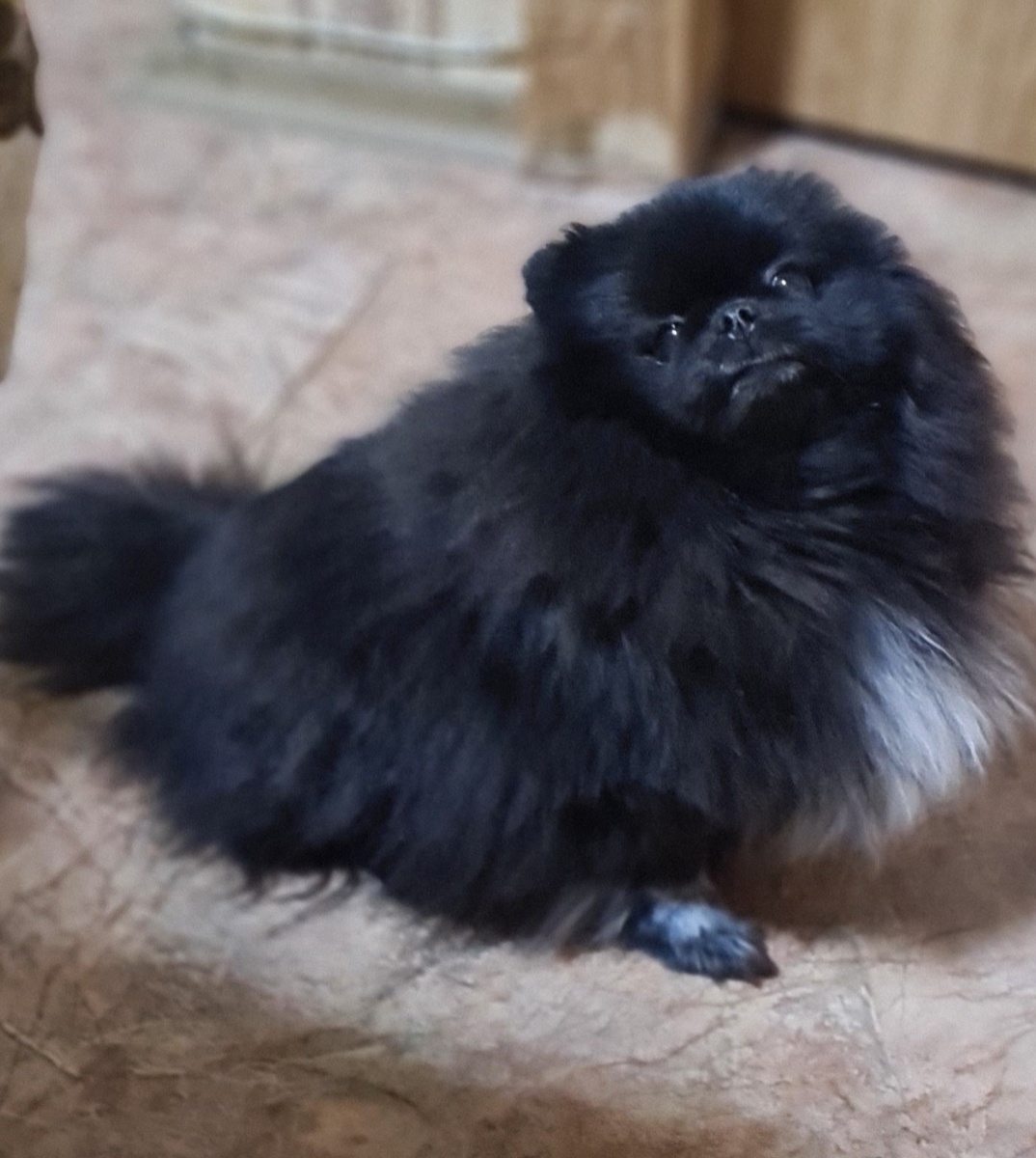 Моя булочка Бонита. 