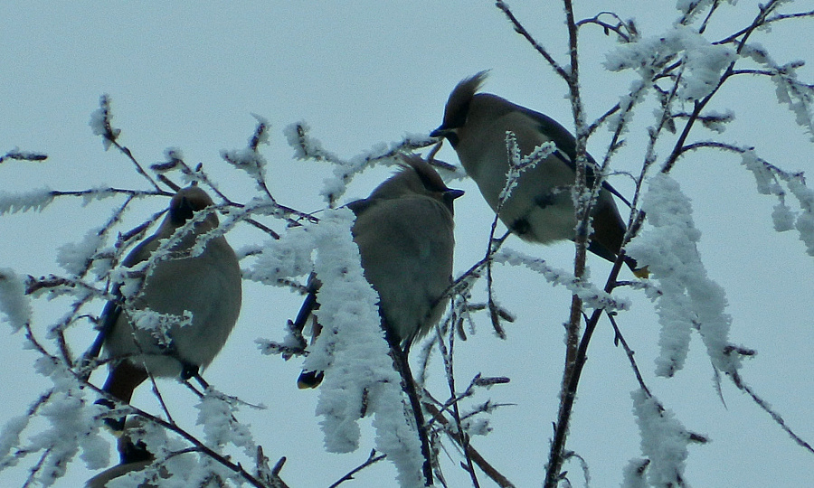 Итоги недели. Жалуюсь, устаю, хочу домой