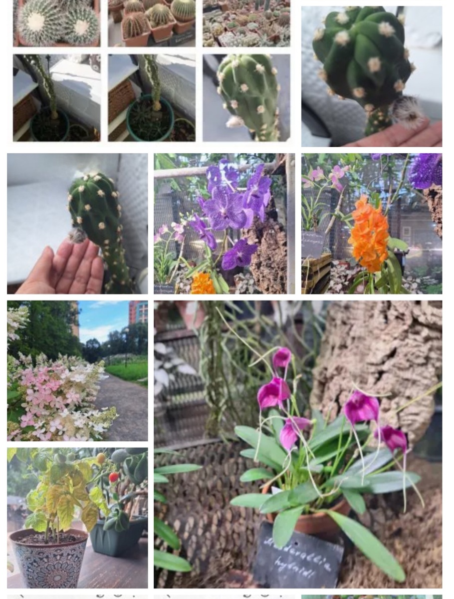 Набор летних событий. Фотоколлаж - собственность автора канала "ТАК НАДО".