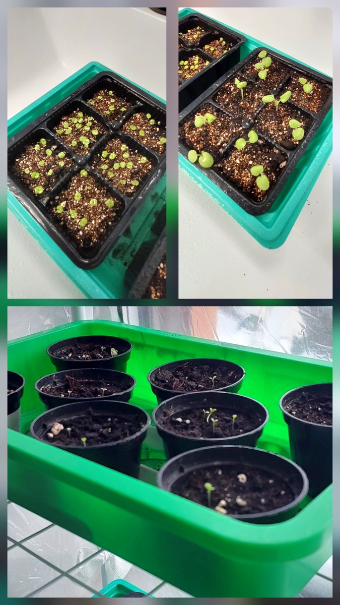 Колеус, пеларгонии, петунии