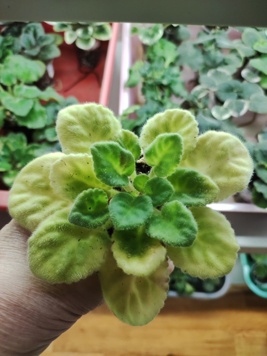 Сорт Psychedelic Show ( химера)