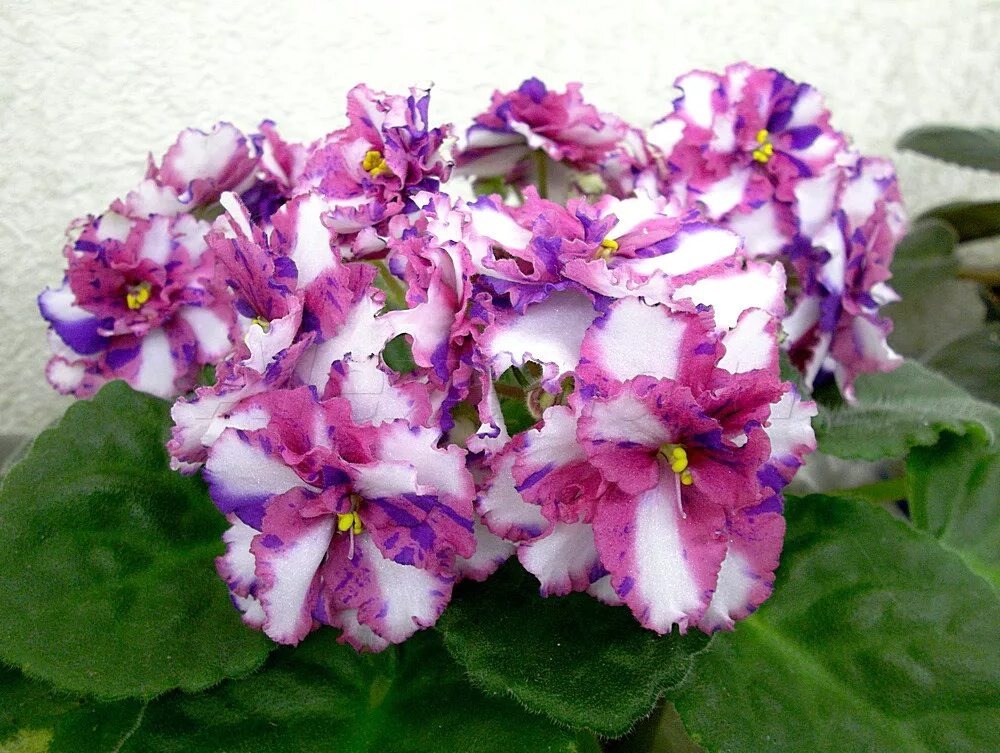 Psychedelic Show ( фото интернет)