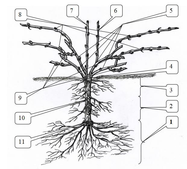 1.Главные, пяточные корни. 2.Срединные корни. 3.Росянные корни. 4.Головка куста. 5.Прошлогодняя лоза, в дальнейшем рукава. 6.Побег из спящей почки – волчок. 7.Побег из подземного штамба – порослевой. 8.Одревесневшие однолетние побеги. 9.Сучки замещения. 10.Подземный штамб. 11.Пятка.