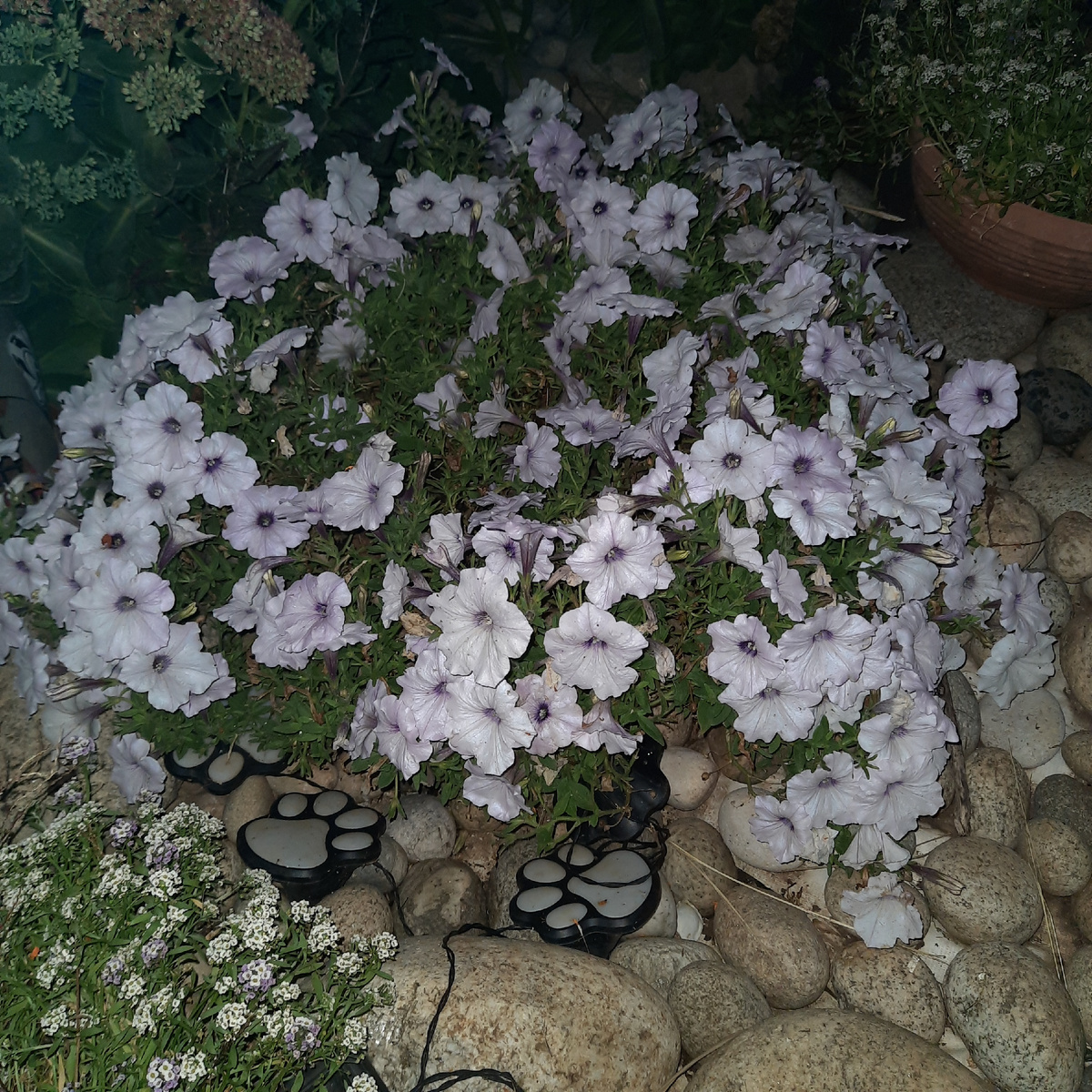 Тайдал Сильвер