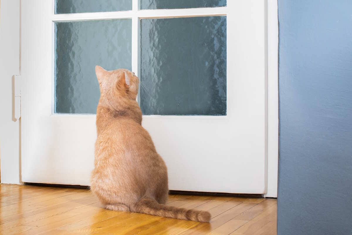 Фото с сайта: https://www.greenme.it/pet/gatti/perche-il-gatto-miagola-davanti-alla-porta/