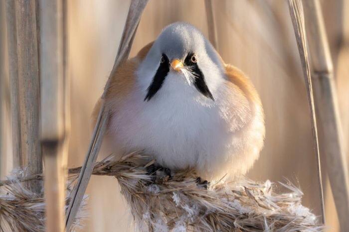 Усатая синица. Обложка © Станислав Крутовецев / Telegram / Каждой твари по паре