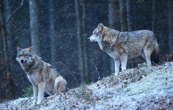 Обложка © freepik / vladimircech